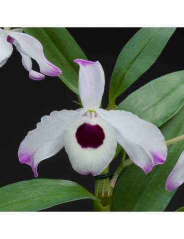 Dendrobium nobile sur plaque