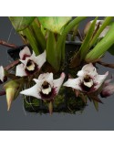 Maxillaria sanderiana