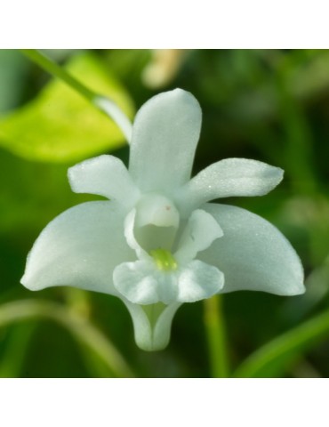 Dendrobium kingianum var. album sur plaque