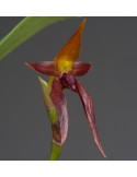 Bulbophyllum levanae