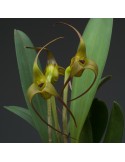 Masdevallia fractiflexa