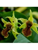 Dendrobium Green Elf