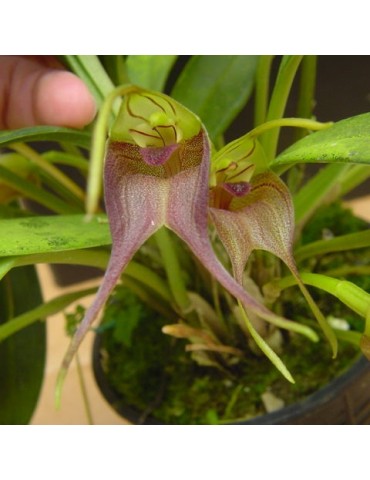 Masdevallia torta en sphaigne