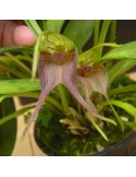 Masdevallia torta