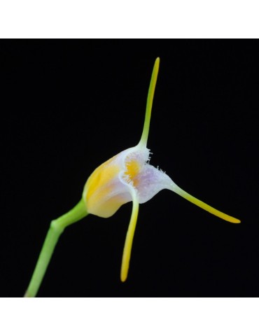 Masdevallia paivaeana