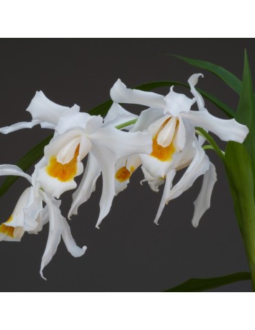 Coelogyne Linda Buckley