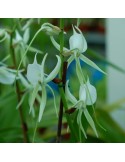 Angraecum longicalcar