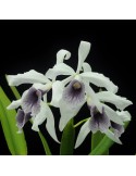 Laelia purpurata var. werkhauseri