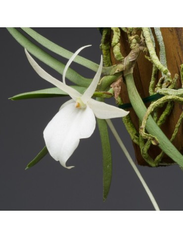 Angraecum rutenbergianum x conchoglossum