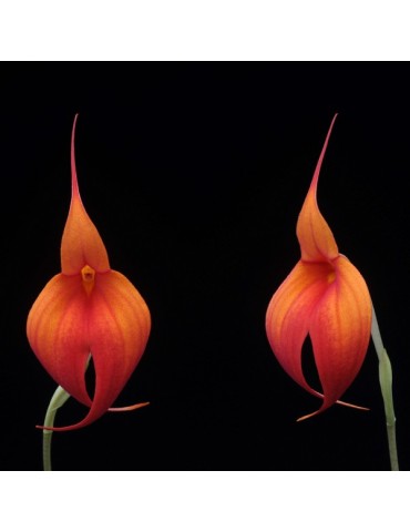 Masdevallia Falcata en sphaigne