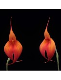 Masdevallia Falcata