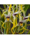 Maxillaria dillonii