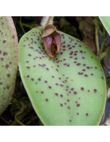 Acianthera dodsonii sur plaque