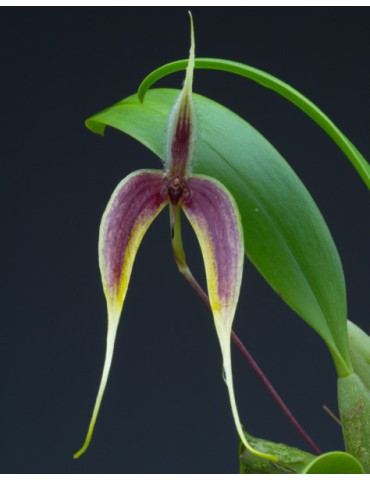 Bulbophyllum blumei sur plaque