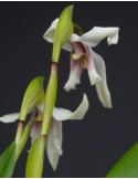 Maxillaria augustae-victoriae