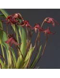 Maxillaria longipes