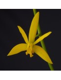 Laelia gloedeniana