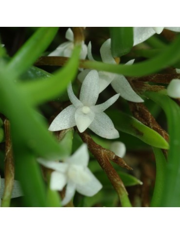 Ceratostylis philippinensis sur plaque