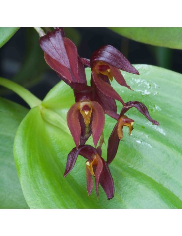 Pleurothallis rowleei sur plaque