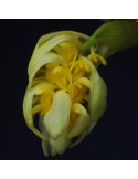 Bulbophyllum bittnerianum