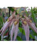 Bulbophyllum Louis Sander