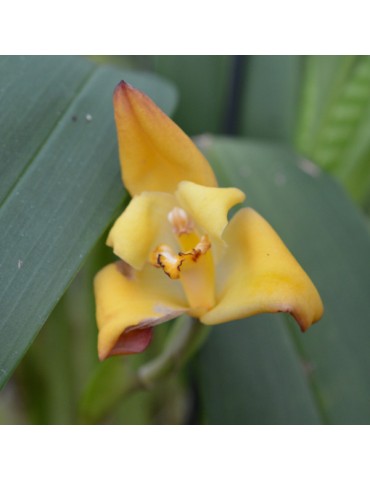 Maxillaria molitor