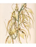 Brassia lawrenceana
