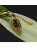 Acianthera saundersiana sur plaque