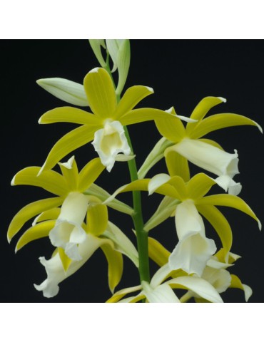 Phaius tankervilleae var alba