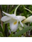 Dendrobium arcuatum