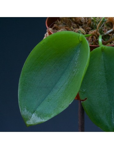 Acianthera pectinata en sphaigne