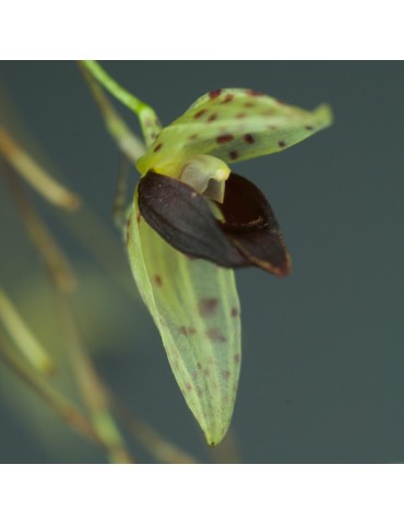 Pleurothallis guttata sur plaque