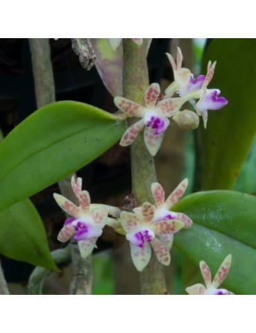 Trichoglottis subviolacea