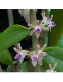 Trichoglottis subviolacea