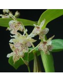 Dendrobium Lutin blanc