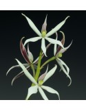 Prosthechea sima