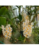 Dendrobium Marie Dalmeny