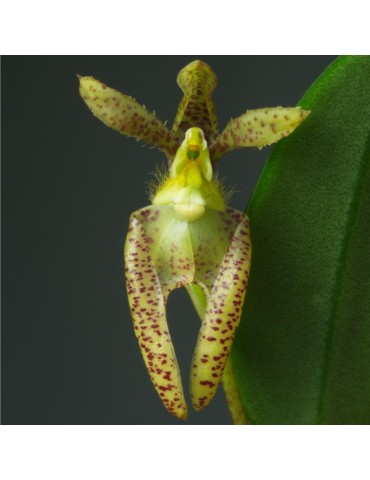 Bulbophyllum lasiochilum