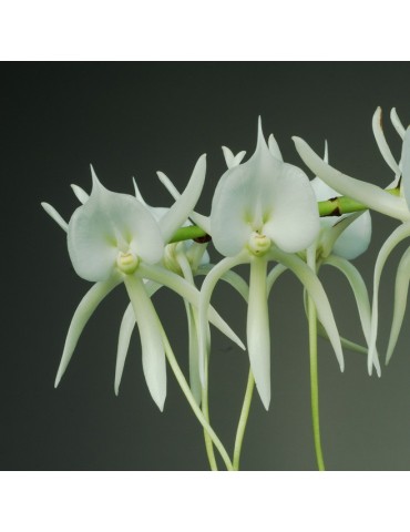 Angraecum eburneum subsp. superbum