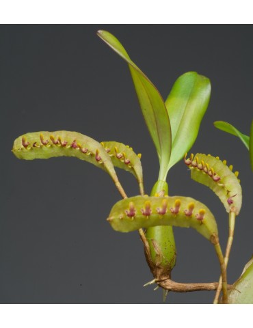 Bulbophyllum falcatum 'Vert' sur plaque