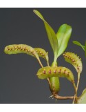 Bulbophyllum falcatum 'Vert'