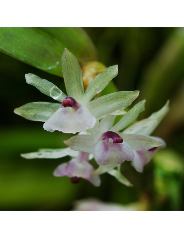 Scaphyglottis stellata en sphaigne