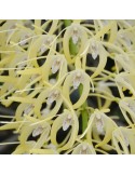 Dendrobium speciosum "1"
