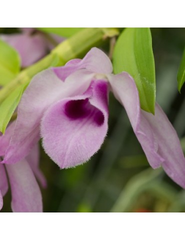 Dendrobium Nestor en sphaigne