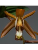 Coelogyne odoardoi en sphaigne