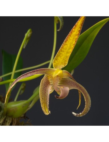 Bulbophyllum lobbii