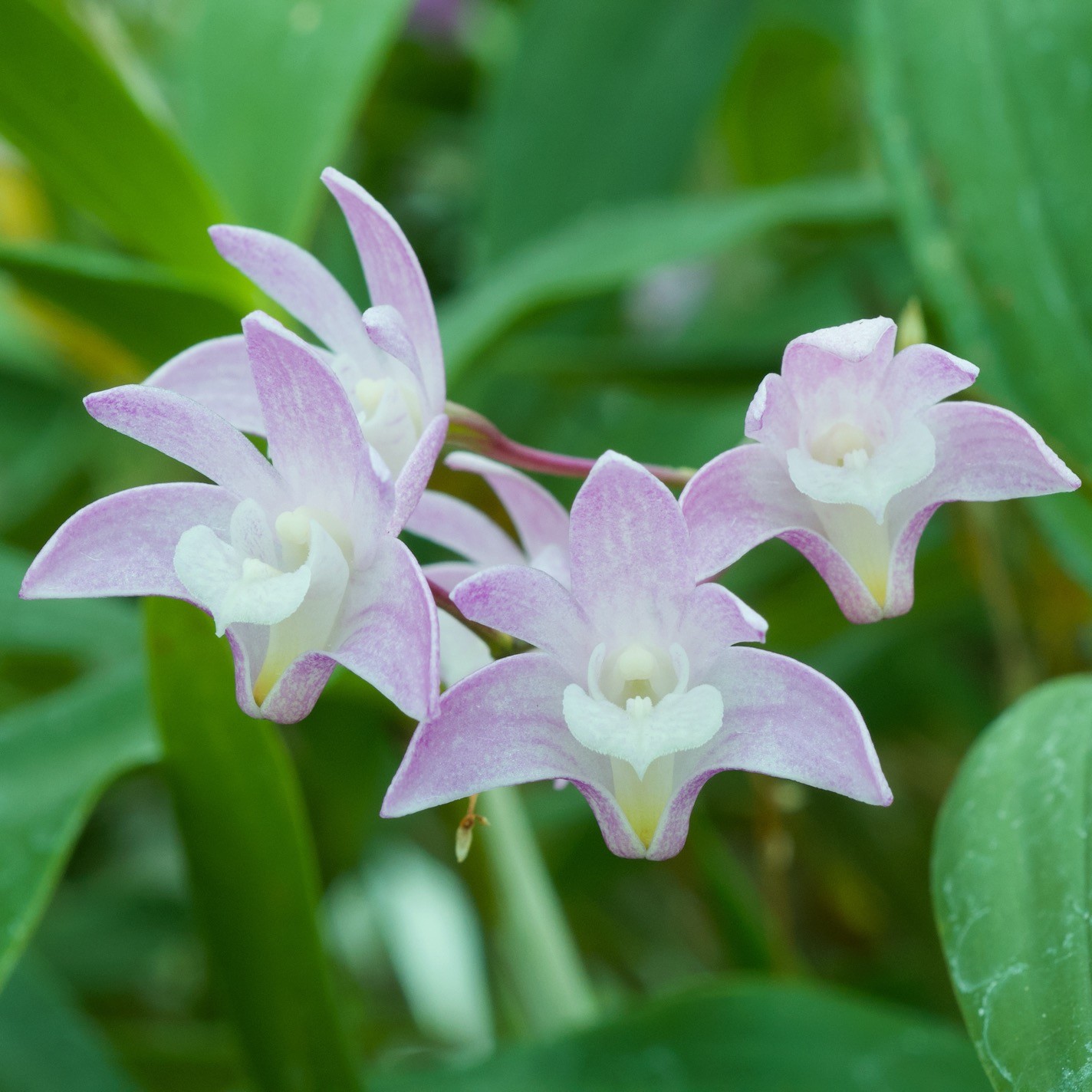 Plante: Orchidée Dendrobium