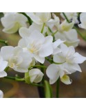 Phalaenopsis blanc petites fleurs