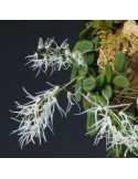 Dendrobium linguiforme sur plaque