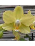 Phalaenopsis Colombia
